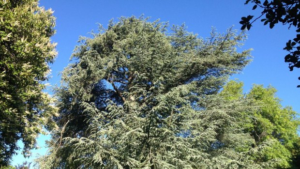 This Blue Atlas Cedar is located in Daylesford's Wombat Hill Botanic Gardens and is a species from the alpine slopes of the Atlas Mountains in Morocco, and whenever Daylesford is dusted with snow, it looks right at home.