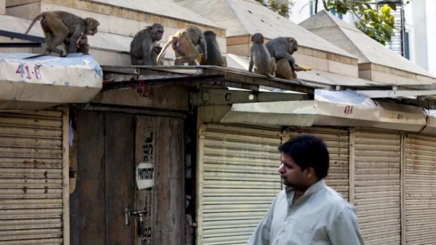 Macaques have been terrorising residents in Delhi's city centre.