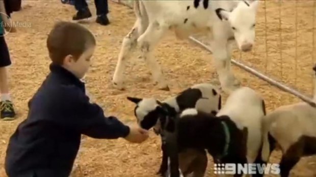 Nearly 50 people have contracted E-coli since an outbreak linked to the Ekka's animal nursery.