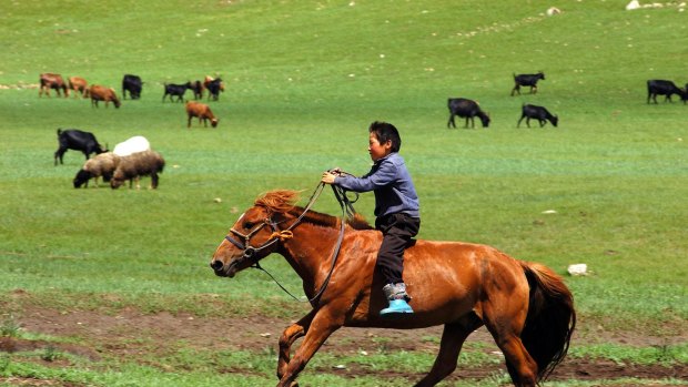 A shepherd tends his flock in Orkhon Valley, Ovorkhangai district, Mongolia.