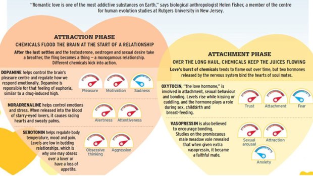 Potent potion ... falling head over heels in love happens in three phases - lust, attraction and emotional attachment.