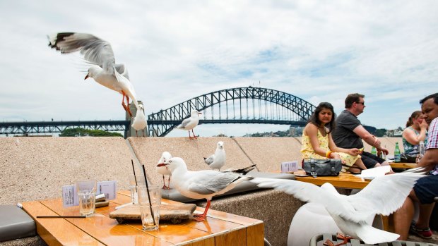 Seagulls pester patrons at Circular Quay. The birds' aggression has prompted calls for a cull.