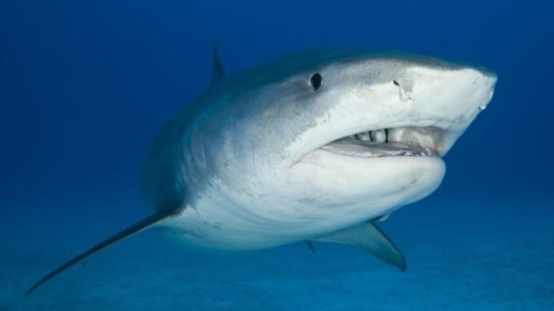 A tiger shark, one of the species that has provided ocean data for scientists.