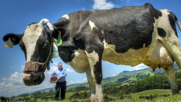 Scientist Peter Moate says there's much to be said for milk and wine working together. As it is, they often coexist in the same regions of Victoria.