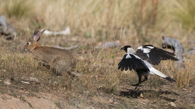 Young Canberra magpie tries to play with humorless rabbit. Photo by Con Boekel.