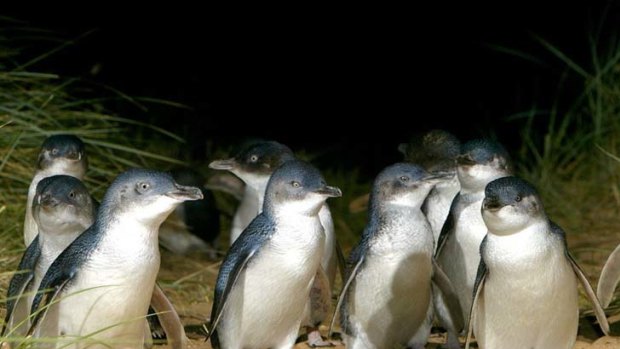 A senior employee of the Phillip Island penguin parade has been jailed.