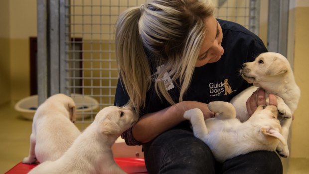 Kennel attendant Danni Bodycott at the Guide Dog Centre with pups earmarked for training.