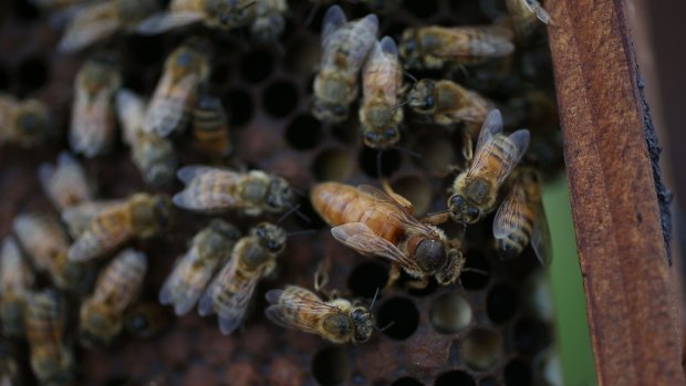 US bee populations are declining at an alarming rate and now the federal government has come up with a plan to try and save these important crop pollinators. 