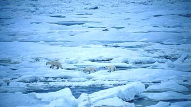 A mother polar bear and two cubs prowl the ice floes around Beechey Island.