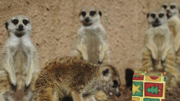 Even the meerkats at Melbourne Zoo get into the spirit of Christmas.