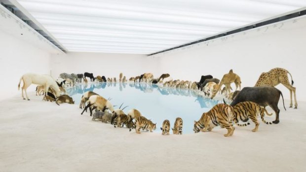 Cai Guo-Qiang's Falling Back to Earth exhibition at the Gallery of Modern Art.