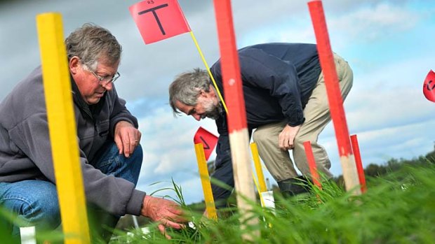 Victorian Department of Primary Industries scientists John Brown (left) and Glenn Fitzgerald inspect wheat trials at their elevated-carbon research plot at Horsham.