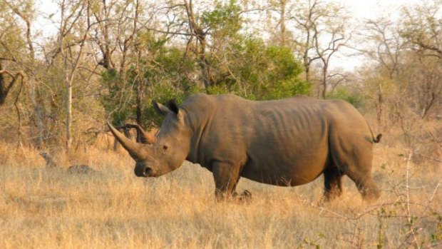 Endangered: There may be as few as 8400 white rhino left in South Africa's Kruger National Park.