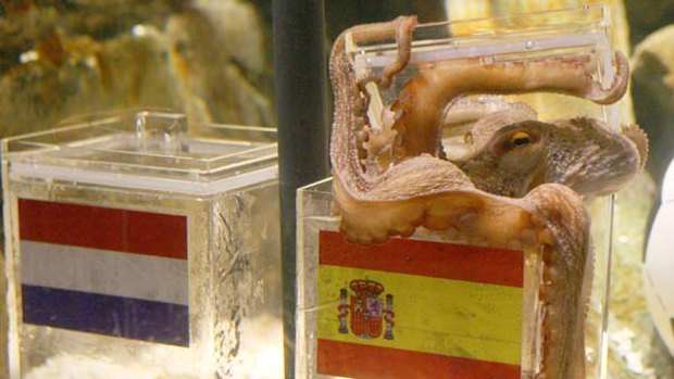 Viva Espana ... "psychic" octopus Paul picks Spain to win over the Netherlands.