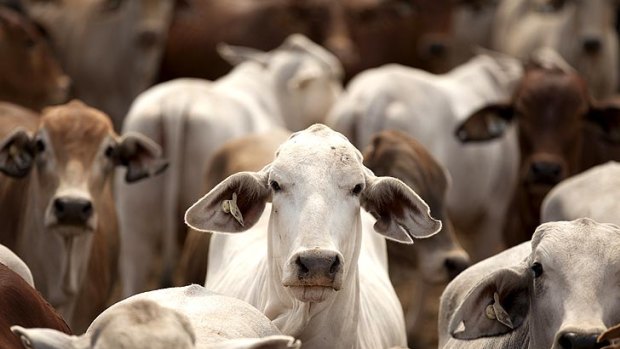 The RSCPA and Animals Australia are furious with the decision to resume live cattle exports.