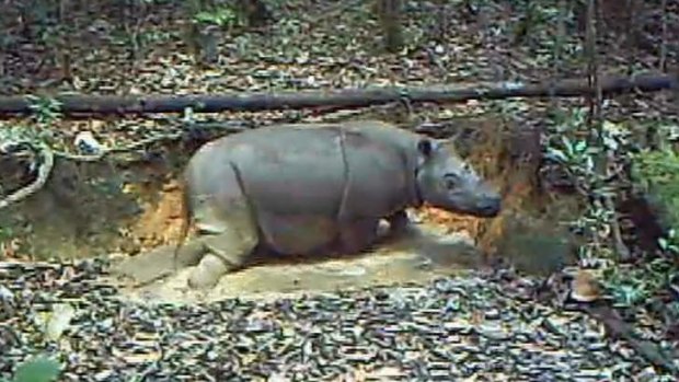 Caught on camera: A Sumatran Rhino, thought to have died out in the Indonesian part of Borneo, soaks in a mud pool in the jungle of Kutai Barat, East Kalimantan.