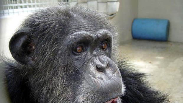 Controversy: the chimpanzee that died in a Florida primate sanctuary.