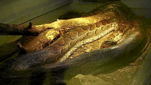 An African Rock Python (Python sebae) is pictured on display at the Indian River Reptile Zoo in Peterborough, Ontario.