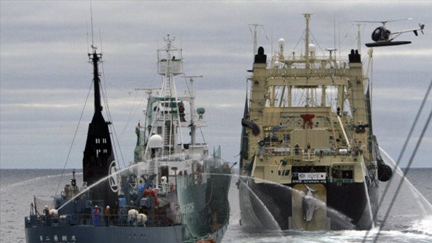 Japanese factory whaling ship the Nisshin Maru, right, hauls a newly caught minke whale up its slipway while harpoon ship the Yushin Maru No. 2 sails close behind and a Sea Shepherd helicopter flies overhead.