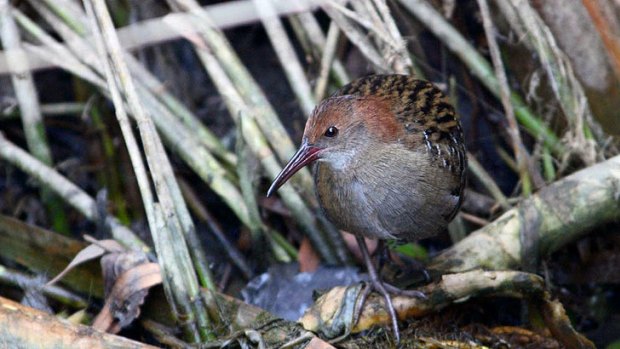The threatened Lewin's Rail water bird can be found near Kedron Brook.