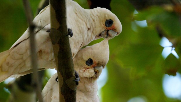 Flocks of little corellas can be seen in Melbourne, even though in pre-European times they wouldn’t have ventured south of the Murray River forests.  