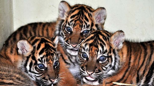 Long awaited births ... Taronga Zoo's three new Sumatran tiger cubs.