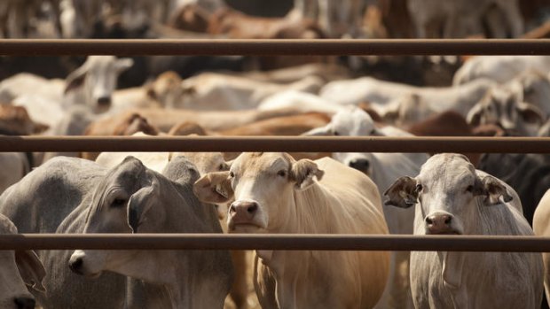 A case of mad cow disease detected in California may benefit Australian beef exporters.