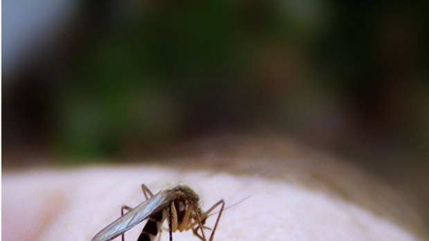 Mosquito-borne viruses are on the increase in Western Australia.