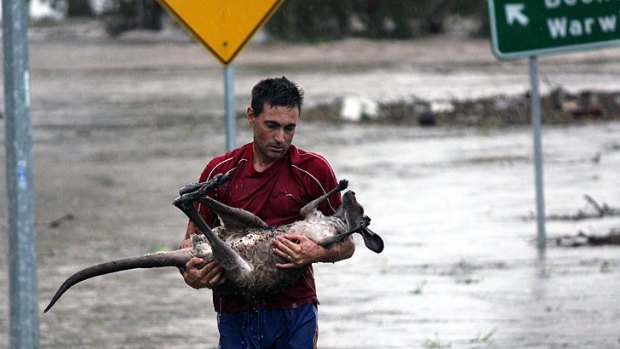 Ipswich man Ray Cole saves a kangaroo from the Bremer River in Ipswich during January's flood.