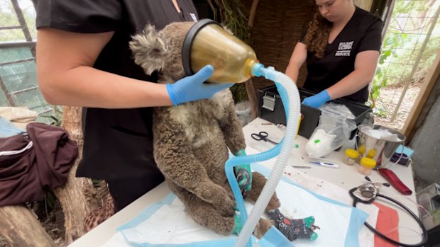 The sad reality for bushfire-affected koalas