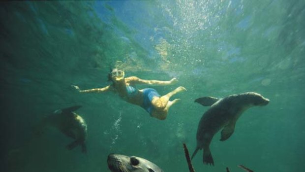 Swimming with sea lions at Baird Bay.