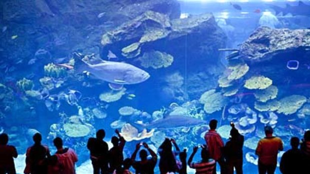 Dubai Mall is the biggest in the world and contains a huge aquarium.