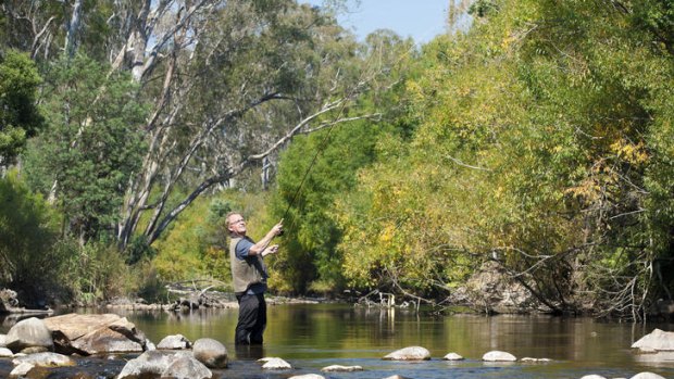 Fred Pizzini fly fishing on the King River.
