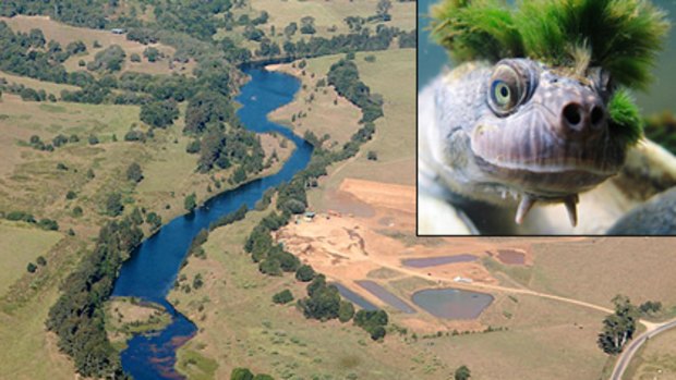 Land of the dam? ... Mary Valley from the air, and inset, the unusual Mary River turtle.