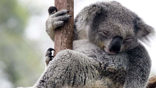 Koalas at Brisbane's Lone Pine Koala Sanctuary had their voices recorded as part of a UQ study.