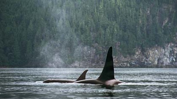 Killers on the loose ... orcas off Vancouver Island.