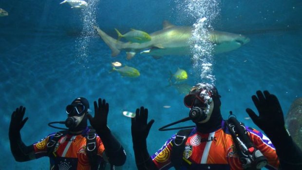 Melbourne Storm Players Ryan Hinchcliffe and Bryan Norrie swimming with the sharks at Melbourne Aquarium before Saturday's match against Cronulla.