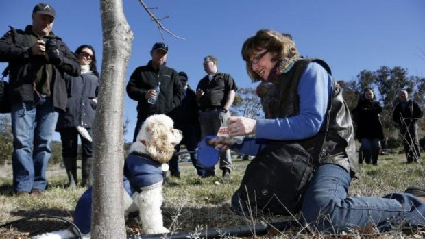 Snuffle the truffle dog at Ruffles Estate with owner Sherry McArdle-English during a truffle hunt as part of the Canberra and Capital Region  Truffle Festival.