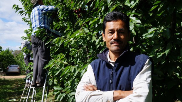 Nabi Baqiri in the Shepparton orchard where he employs scores of refugees and backpackers.