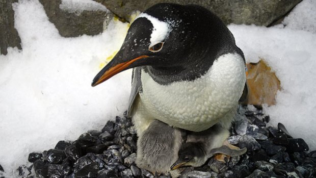 A mother gentoo penguin tends to her young at Sea World.