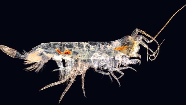 Only a millimetre long: An unknown species of "stygofauna" discovered in aquifers.