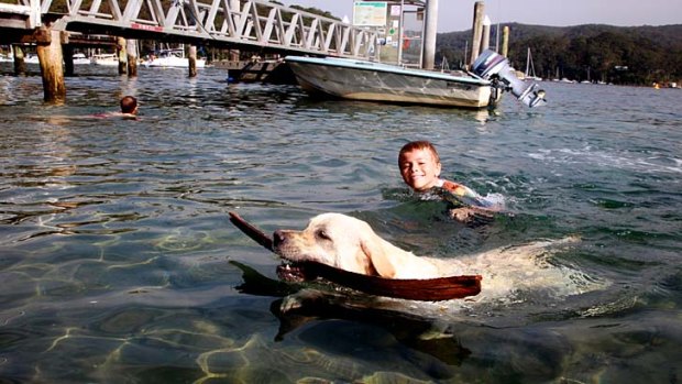 In the swim: Zac Wagner-McCullough puts his pet labrador, Bob, through some training for the Scotland Island canine race.