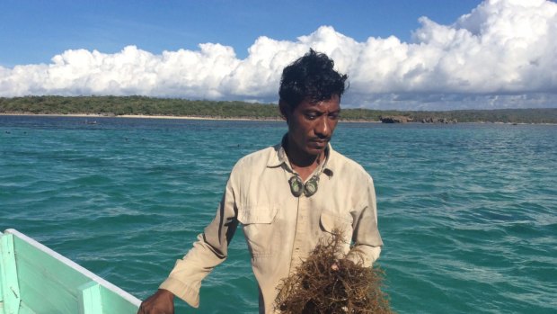 Rote Island seaweed farmer Nikodemus Manefa with his crop. Seaweed farmers say the Montara spill devastated their livelihoods.