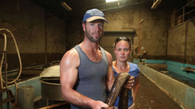 Ben Osbourne and wife Laura inspect the damage to his eel business. About $11,000 dollars' worth of eels died or swam away during last week's floods.