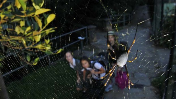 Intricate work ...  golden orb weavers such as this one in Cooper Park, Woollahra are thriving in the unseasonably wet summer.