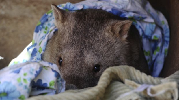 It was a morning to snuggle up with a blanket or two, like Winnie the wombat at the National Zoo last year.