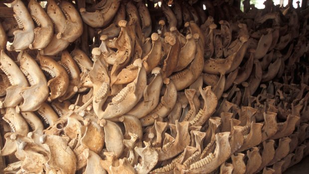 "Once you put an economic value on ivory, it tells criminal poachers to continue to exploit animals:" Rebecca Keeble, IFAW.