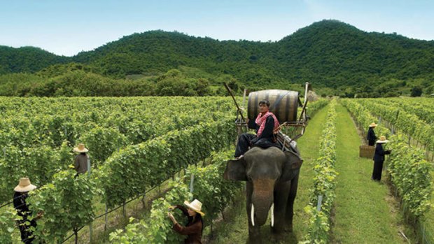 Tusk-an wines ... checking the grapes in the Hua Hin Hills Vineyard.