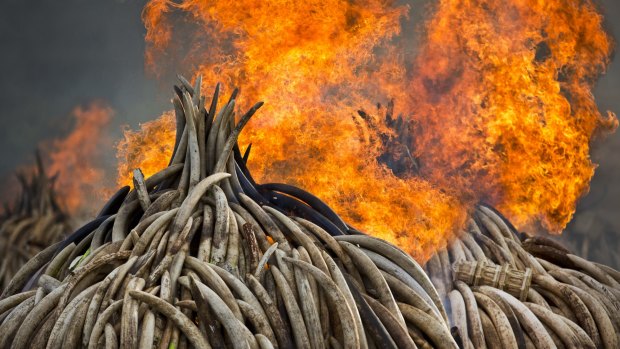 A massive stockpile of elephant and rhino ivory is destroyed in a dramatic statement against the trade in ivory and products from endangered species. 