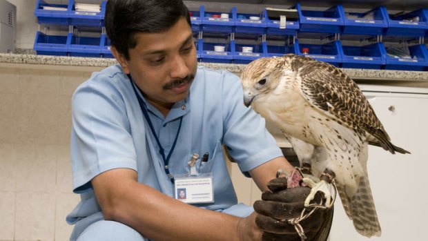 The Abu Dhabi Falcon Hospital treats thousands of falcons.